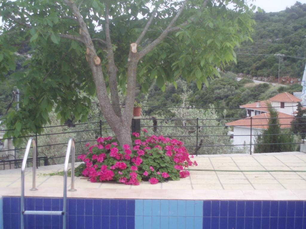 Pelagos Stafylos Quarto foto